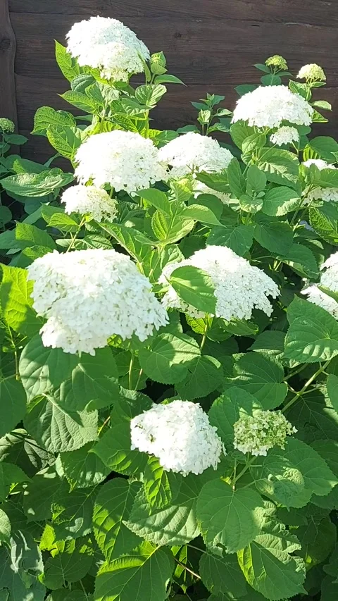 White flowering hydrangeas flutter in the wind. White Hydrangea Stock Footage 319757873