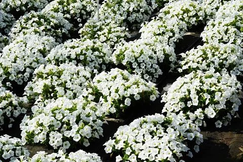 White flowering petunia in large quantities in the nursery of plants Stock Photos