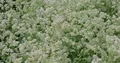 White flowering plants close up in wind in botanical garden Brunswick 4k or 4k+ Resolution