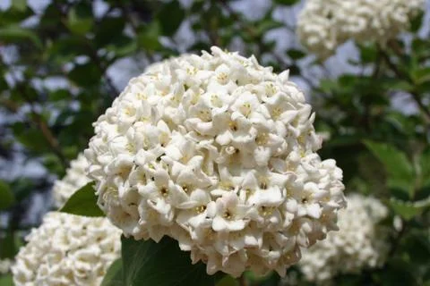 White flowering shrub Stock Photos