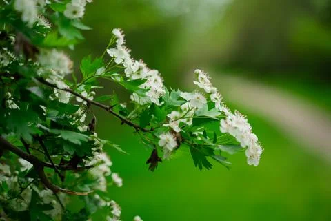 White flowering shrub tree, spring bloom Stock Photos