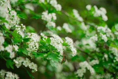 White flowering shrub tree, spring bloom Stock Photos