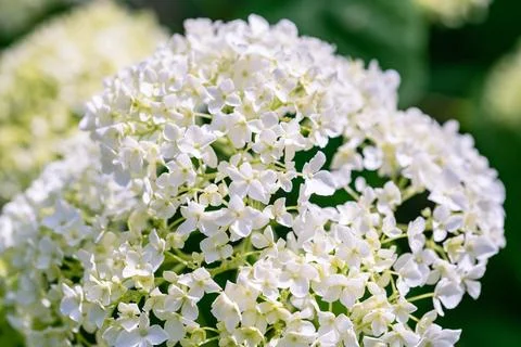 White Flowering Smooth Hydrangea Stock Photos