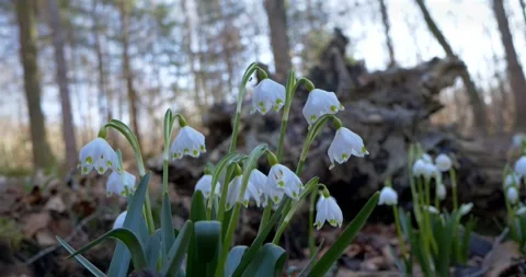 White-flowering snowflakes in spring, Spring snowflake (Leucojum vernum) Video stock 304214428