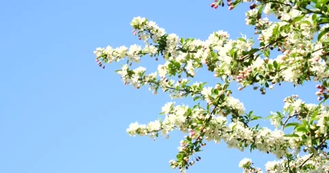 White Flowering Tree Against Blue Sky, A Serene Natural Scene Stock Footage 262118040
