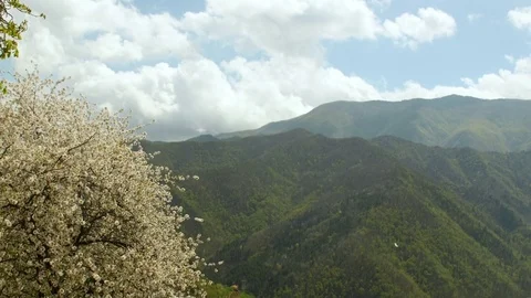 White flowering tree and green mountains in Nice France Stock Footage 72983448