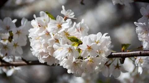 A white flowering tree blowing in the sunshine. Stock Photos
