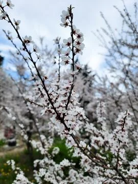 White flowering tree branch in spring. Delicate cherry blossoms in sunlight. Stock Photos