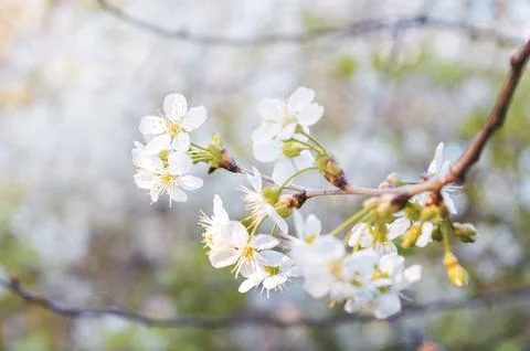 White flowering tree branches close up and copy space. nature. Blossoming b.. Stock Photos