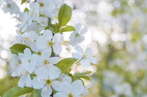 White flowering tree branches close up and copy space. nature. Blossoming b.. Stock Photos