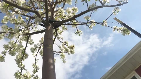 White Flowering Tree Branches with Drifting Cloud and Blue Sky 01 Stock Footage 340416478