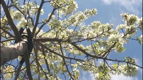 White Flowering Tree Branches with Drifting Clouds and Blue Sky Stock Footage 340416493