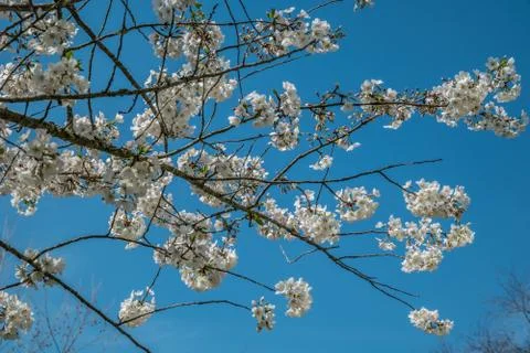 White flowering tree branches Stock Photos