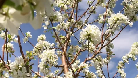 White Flowering Tree Branches Swaying in Wind Against Blue Sky Stock Footage 340340033