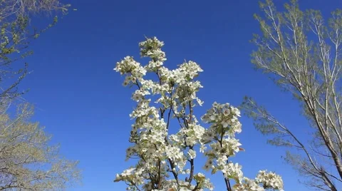 White flowering tree Video stock 45424137