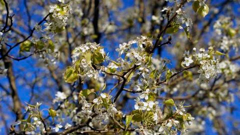 White flowering tree in spring Stock Photos