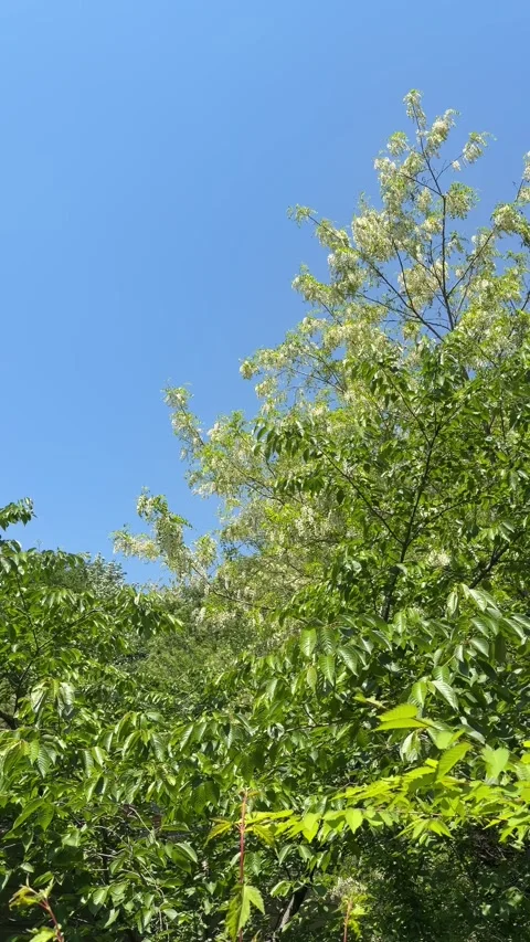 White Flowering Tree Swaying Against Clear Blue Summer Sky Stock Footage 340408533