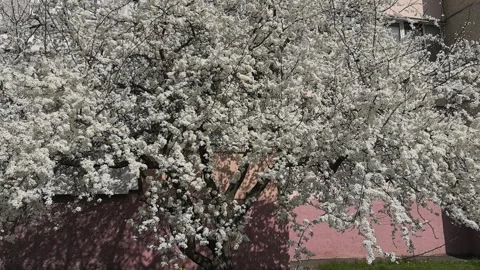White flowering tree in vibrant bloom beside pink wall during sunny day in urban Stock Footage 307423866