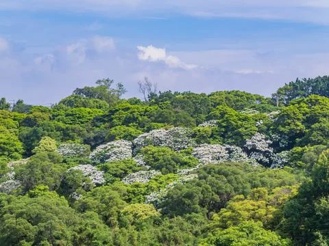 White flowering trees dot the lush green forest hillside. Stock Photos