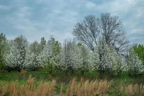 White flowering trees Stock Photos