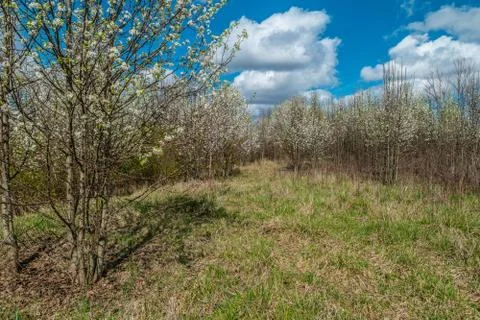 White flowering trees Stock Photos