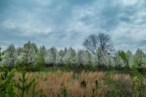 White flowering trees in springtime Stock Photos
