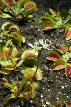 White flowering Venus flytrap in garden bed Stock Photos