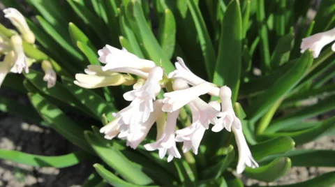 White Flowers 1 Stock-Footage 49076411