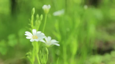 White flowers 2 Stock Footage 24739765