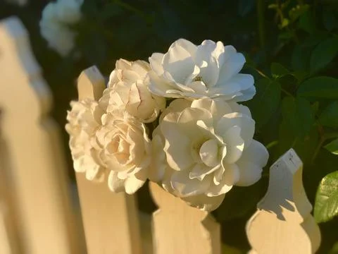 White flowers-2 Stock Photos