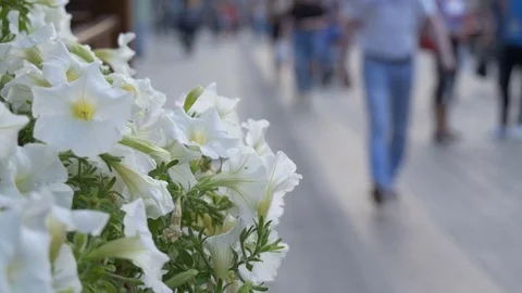 White flowers adorn the street cafe. People walk the streets of the city, not in Stock Footage