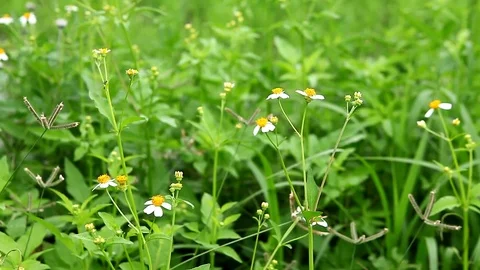 White flowers and bee Stock Footage 79865191