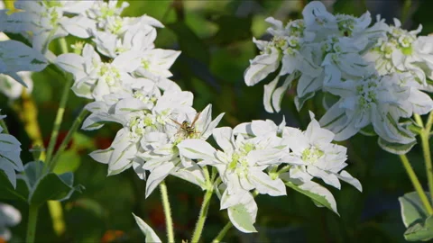 White Flowers and The Bee Stock Footage 282978023
