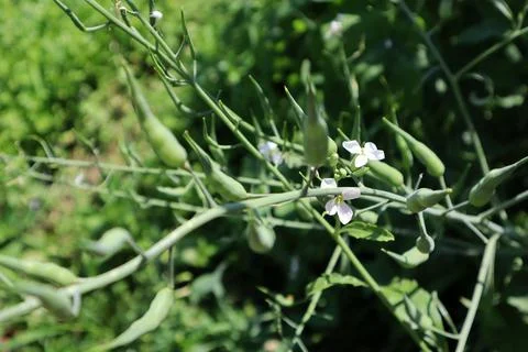 White flowers and fruit of Raphanus raphanistrum (jointed charlock) Stock Photos