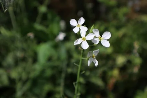 White flowers and fruit of Raphanus raphanistrum (jointed charlock) Stock Photos