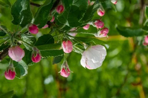 White flowers and pink unopened Apple tree buds Stock Photos