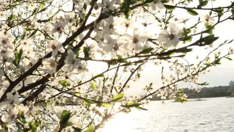 White flowers and the rays of the sun. 스톡 동영상 130271661
