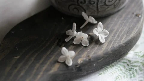 White flowers anemone in forest Stock-Footage 148699657