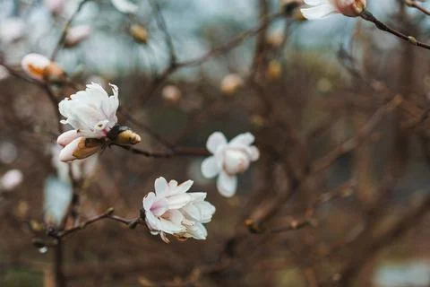 White flowers appear on thin branches in a garden setting. The scene captures Photos