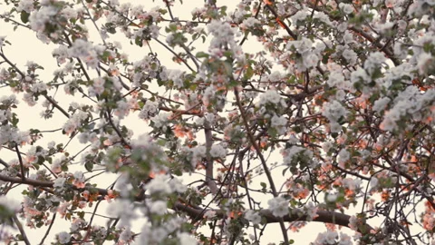 White flowers on an apple tree against a sunset background, blooming fruit trees Vídeo Stock 196978465