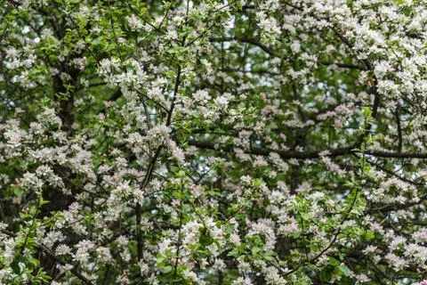 White flowers apple tree background Stock Photos