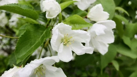 White flowers of apple tree bloom after rain Stock Footage 150964295