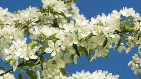 White flowers Apple tree branch Stock Footage 117934054