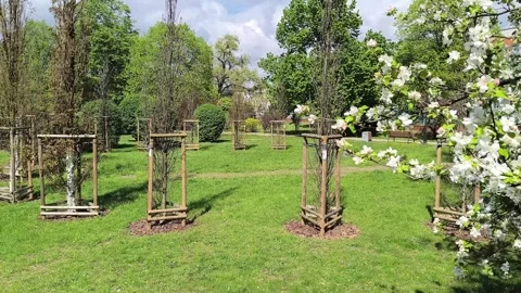 White flowers of apple tree on branch in sunlight in garden close-up. Stock Footage 274456846