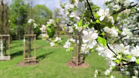 White flowers of apple tree on branch in sunlight in garden close-up. Stock Footage 274456855