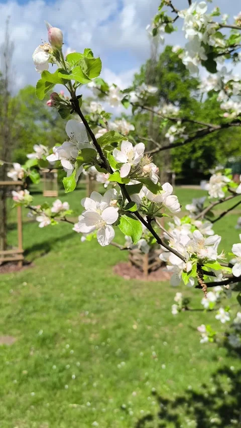 White flowers of apple tree on branch in sunlight in garden close-up. Stock Footage 274456880