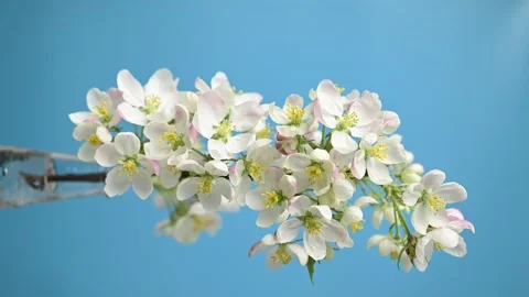 White flowers of apple tree branch blooming. Spinning around Видео 288328980