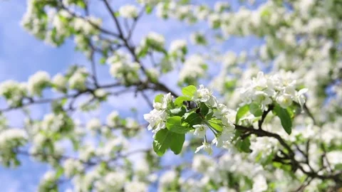 White flowers on an apple tree branches against the blue sky Stock Footage 154541282