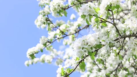 White flowers on an apple tree branches against the blue sky Stock Footage 154541331