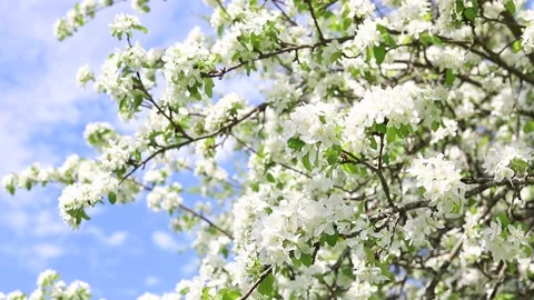 White flowers on an apple tree branches against the blue sky Video stock 154541410